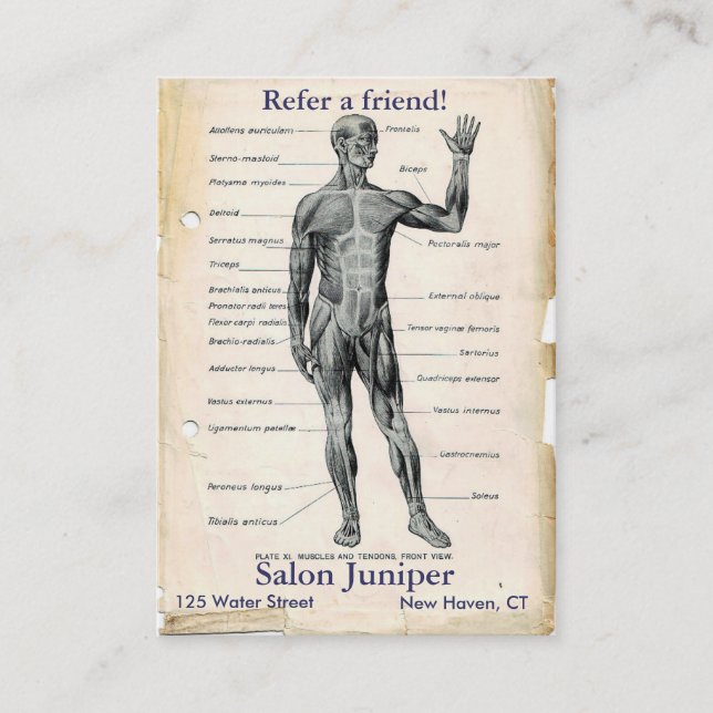 Carte De Parrainage Dessin anatomique vintage antérieur (Devant)