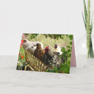 Carte de pays de la ferme Chook Cooster and Chicke