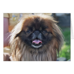 Carte de Pekingese
