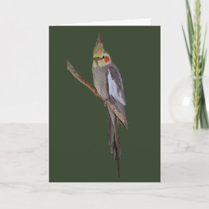 Carte de Perruche Mignonne (insérez votre propre m