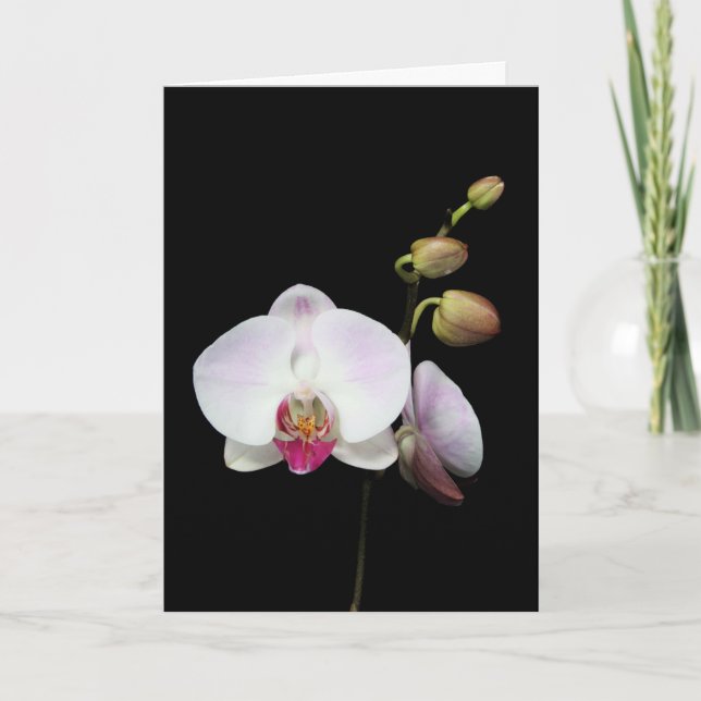 Carte de "Phalaenopsis" (Devant)