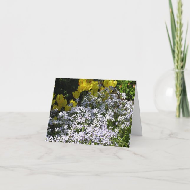Carte de phlox des bois (Phlox divaricata) (Devant)