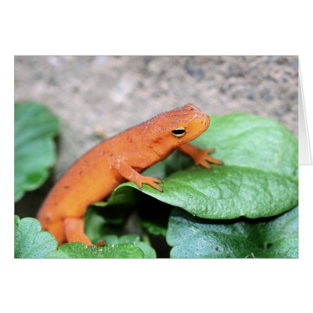 Carte de photographie de la nature Red Eft Salaman (Devant Horizontal)