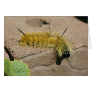 Carte de photographie de nature de Caterpillar de