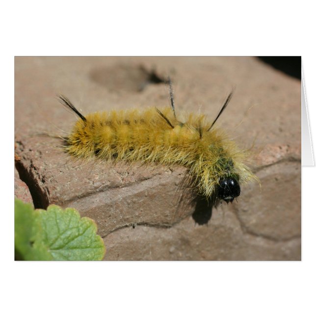Carte de photographie de nature de Caterpillar de (Devant Horizontal)
