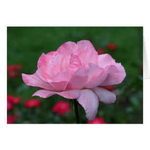 Carte de photographie Fleur rose paradisiaque