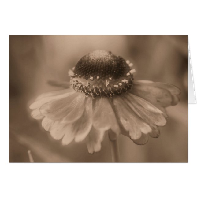 Carte de photographie Fleur Sepia Daisy vieillie (Devant Horizontal)