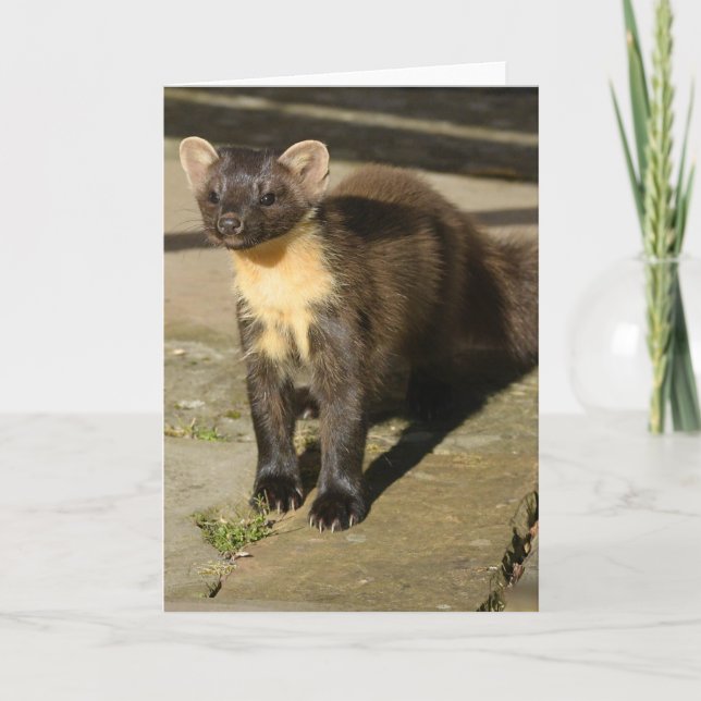 carte de pin marten (Devant)