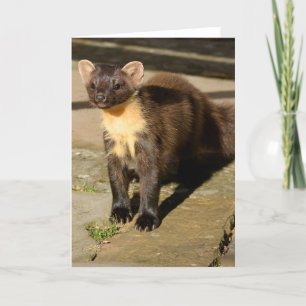 carte de pin marten