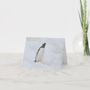 Carte de pingouin Gentoo (Neko)