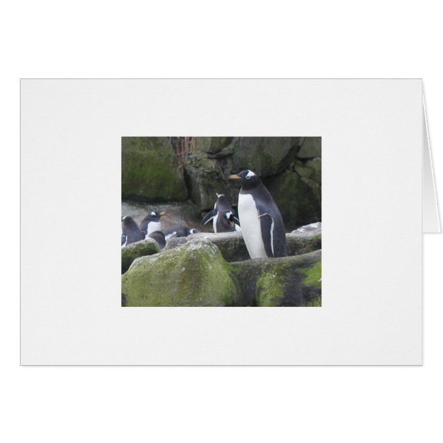 Carte de pingouin vide (Devant horizontal)