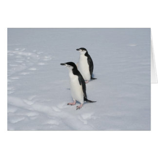 Carte de pingouins à rayures (HM)