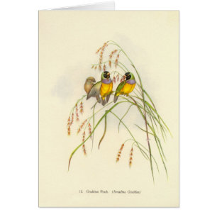 Carte de pinson de Gould - de Gouldian