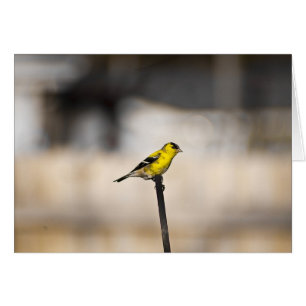 Carte de pinson d'or