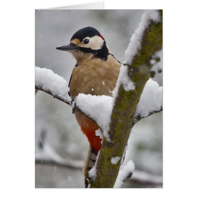 Carte de pivert d'hiver (Devant)