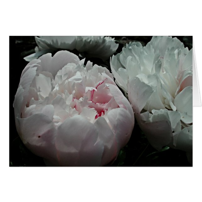 Carte de pivoine (Devant Horizontal)