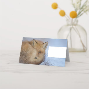 Carte De Placement Cute Little Fox Curling Up Winter Photo