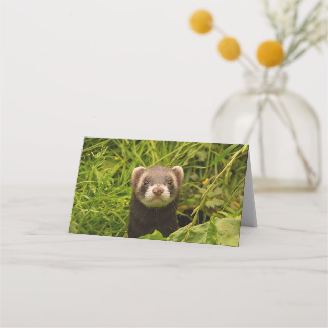 Carte De Placement Ferret Brown mignon dans l'herbe photo (Devant)
