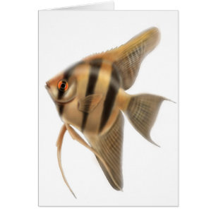 Carte de poisson-ange d'eau douce
