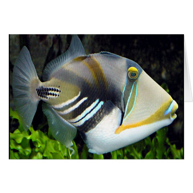 Carte de poisson tropicale hawaïenne (Devant horizontal)