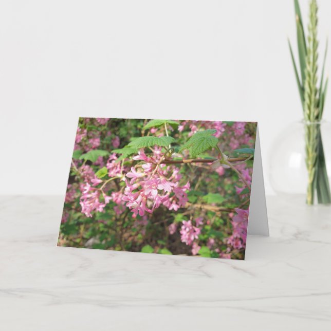 Carte de Pokey's Pink dans le parc (Devant)