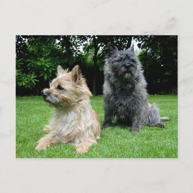 Carte de poste blanche pour chien chiot de Cairn T (Devant)