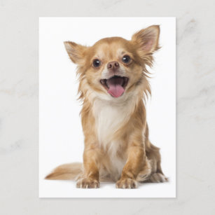 Chihuahua Noël ou Carte D'anniversaire Personnalisé & illustré à l'intérieur & Out A5