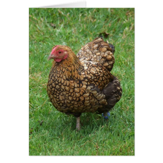 Carte de poulet (Devant)