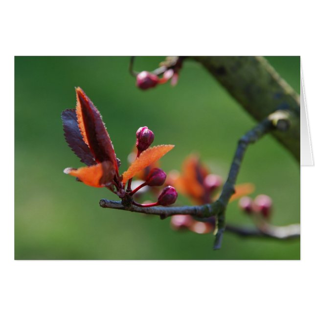 Carte de printemps (Devant horizontal)