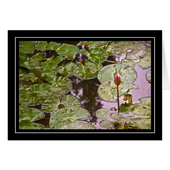 Carte de protections de nénuphar et de lis (Devant Horizontal)