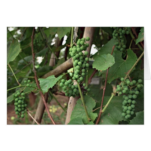 Carte de raisins (Devant horizontal)