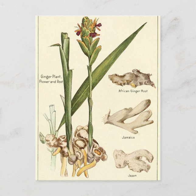Carte de recette de carte postale de gingembre vin (Devant)