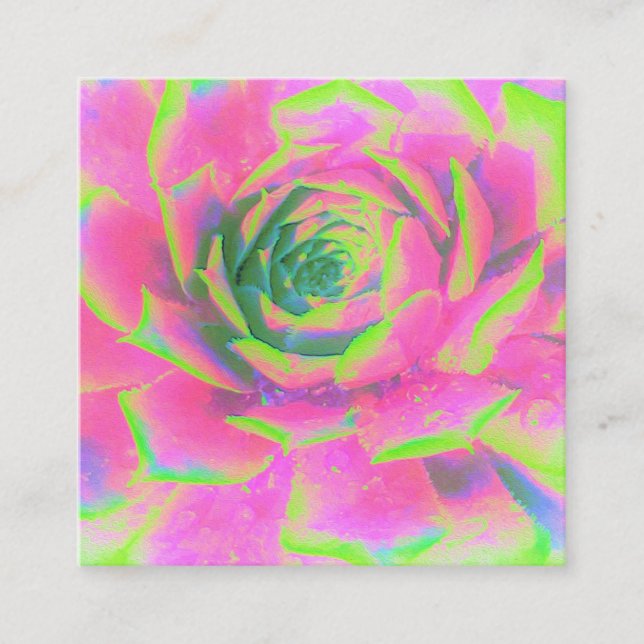 Carte De Réduction Rosette Succulente à la chaux verte et rose (Devant)