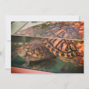 Carte de réflexion Tortue Terreuse Chaude