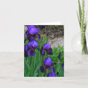 CARTE DE REMARQUE, "DEEP-PURPLE IRISES" /PHOTOG.