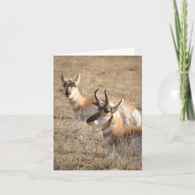Carte de remerciement Antelope Morning (Devant)