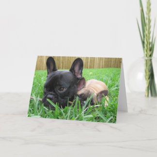 Carte De Remerciements 2 bouledogues français dans l'herbe