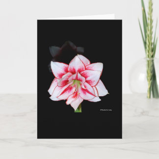 Carte De Remerciements Amaryllis