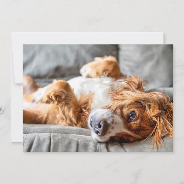 Carte De Remerciements Animaux Bébés les Plus Mignons | Cocker Spaniel (Devant)