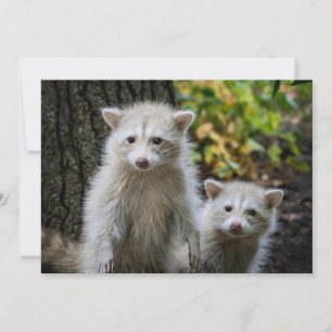 Carte De Remerciements Animaux Bébés les Plus Mignons Jeunes Raton Lave