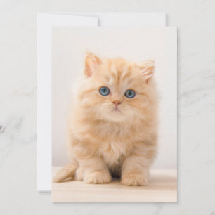 Carte De Remerciements Animaux de bébés cutest   A British Longhair Kitte