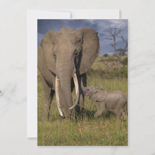 Carte De Remerciements Animaux de bébés cutest | Amama Elephant Avec Bébé (Devant)