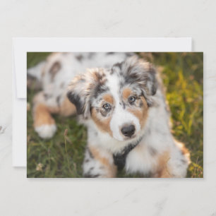 Carte De Remerciements Animaux de bébés cutest Australian Shepherd Pupp