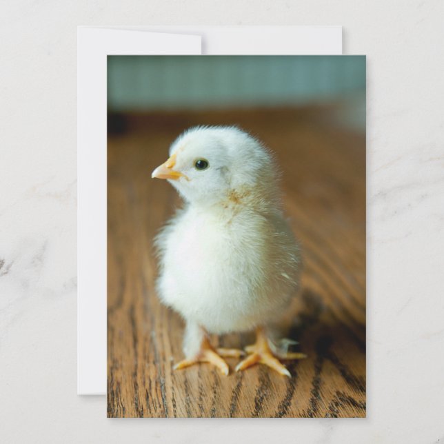 Carte De Remerciements Animaux de bébés cutest | Baby Chick (Devant)