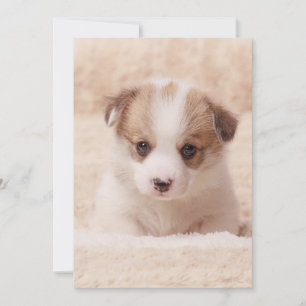 Carte De Remerciements Animaux de bébés cutest Baby Corgi