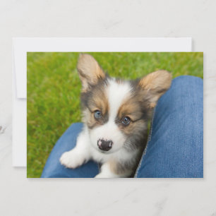 Carte De Remerciements Animaux de bébés cutest Baby Corgi dans mon geno