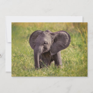 Carte De Remerciements Animaux de bébés cutest   Baby Elephant Kenya Afri