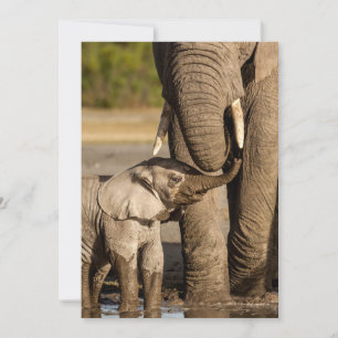 Carte De Remerciements Animaux de bébés cutest   Baby Elephant & Mama
