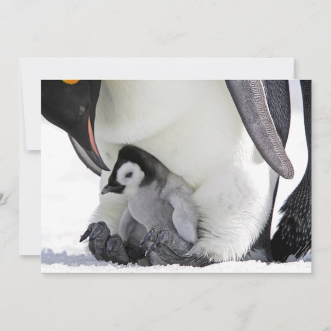 Carte De Remerciements Animaux de bébés cutest | Baby Empereur Penguin (Devant)