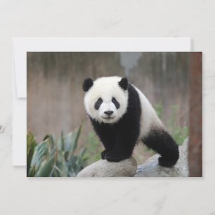 Carte De Remerciements Animaux de bébés cutest   Baby Panda géant